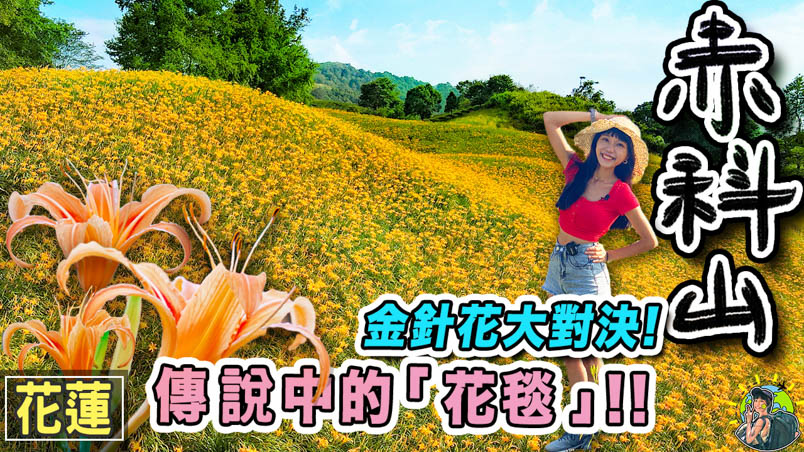 赤柯山金針花海 | 季節 | 交通 | 跟團 |花蓮景點